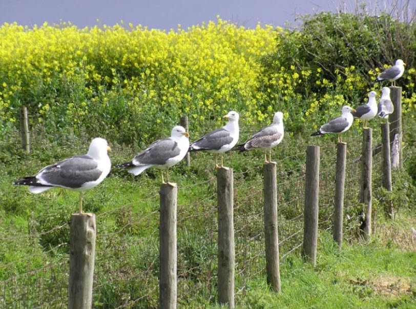Flat Island Wildlife Sanctuary